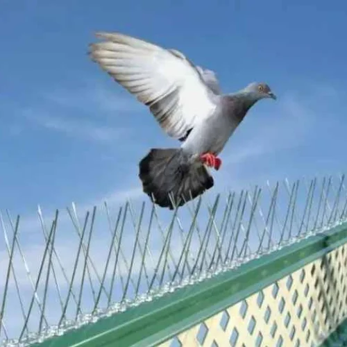 Bird Spikes Installation Service